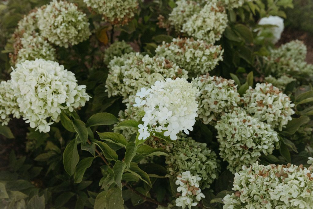 Close-up of white hydrangea floral arrangements at an outdoor Edmond, Oklahoma wedding venue.